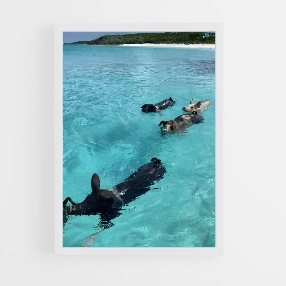 ap-swimming pigs beach-6 cadre Blanc