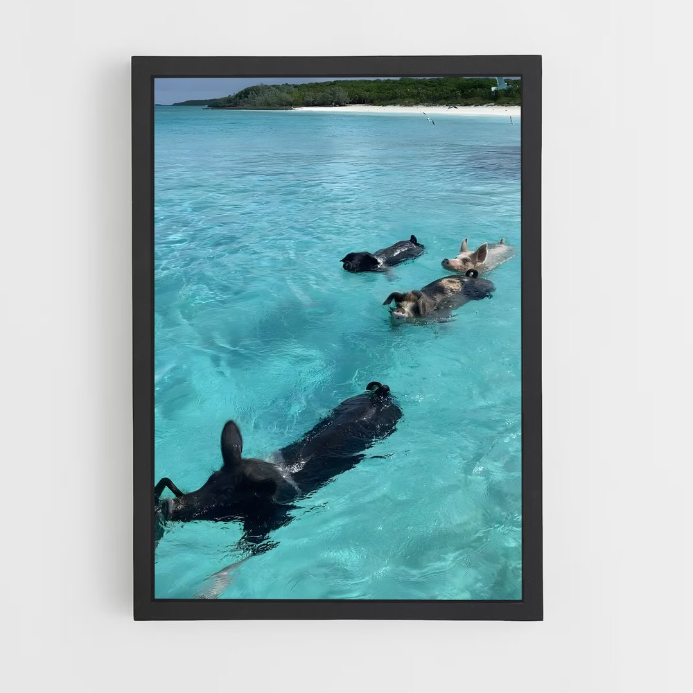 ap-swimming pigs beach-6 cadre Noir