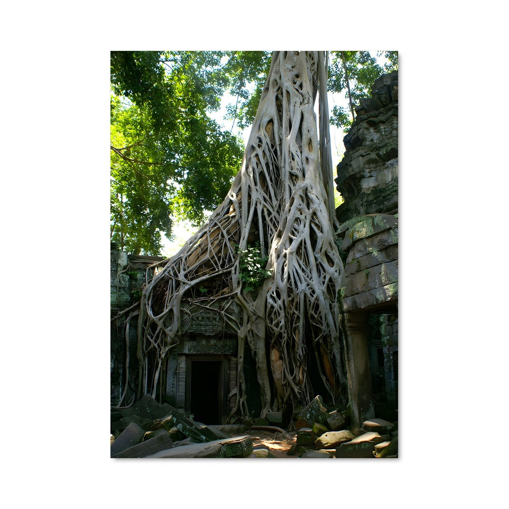 Poster Ta prohm 87764