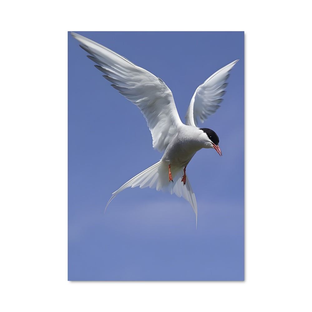 Poster Oiseau du Ciel