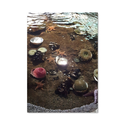 Poster La Mare aux Coquillages