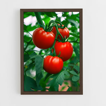 ap-tomato-2 cadre Bois foncé