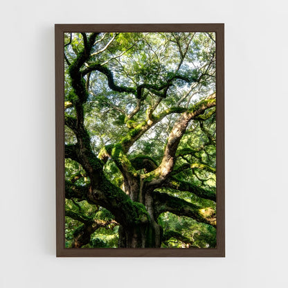 ap-trees-7 cadre Bois foncé