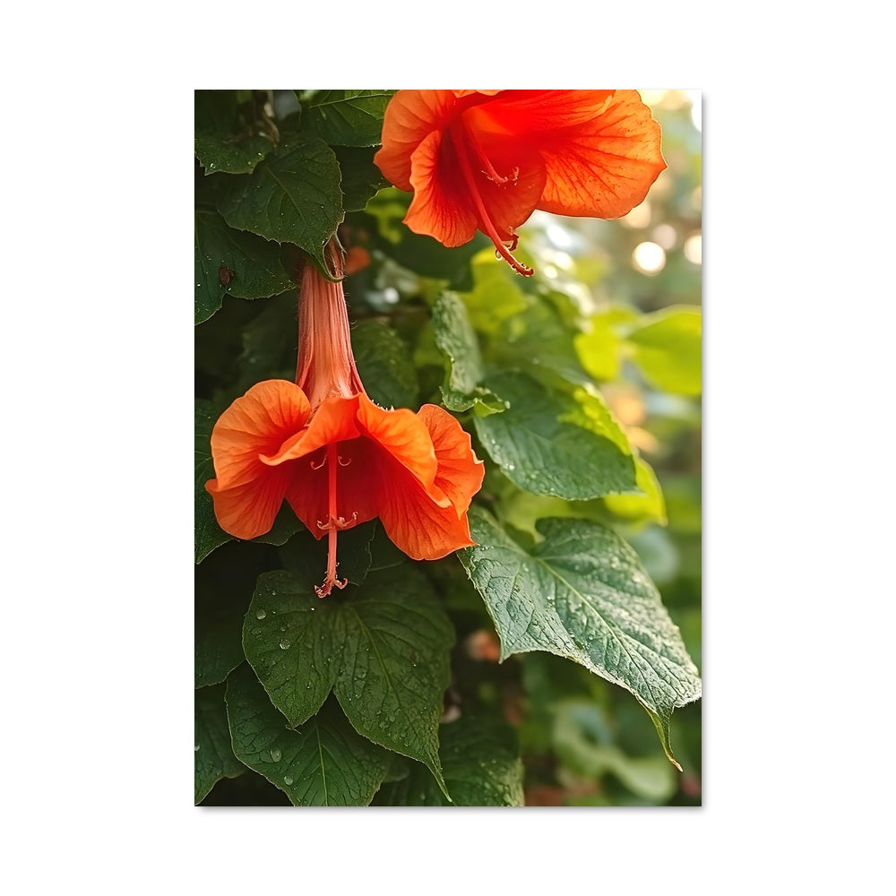 Poster Trumpet vine 97092