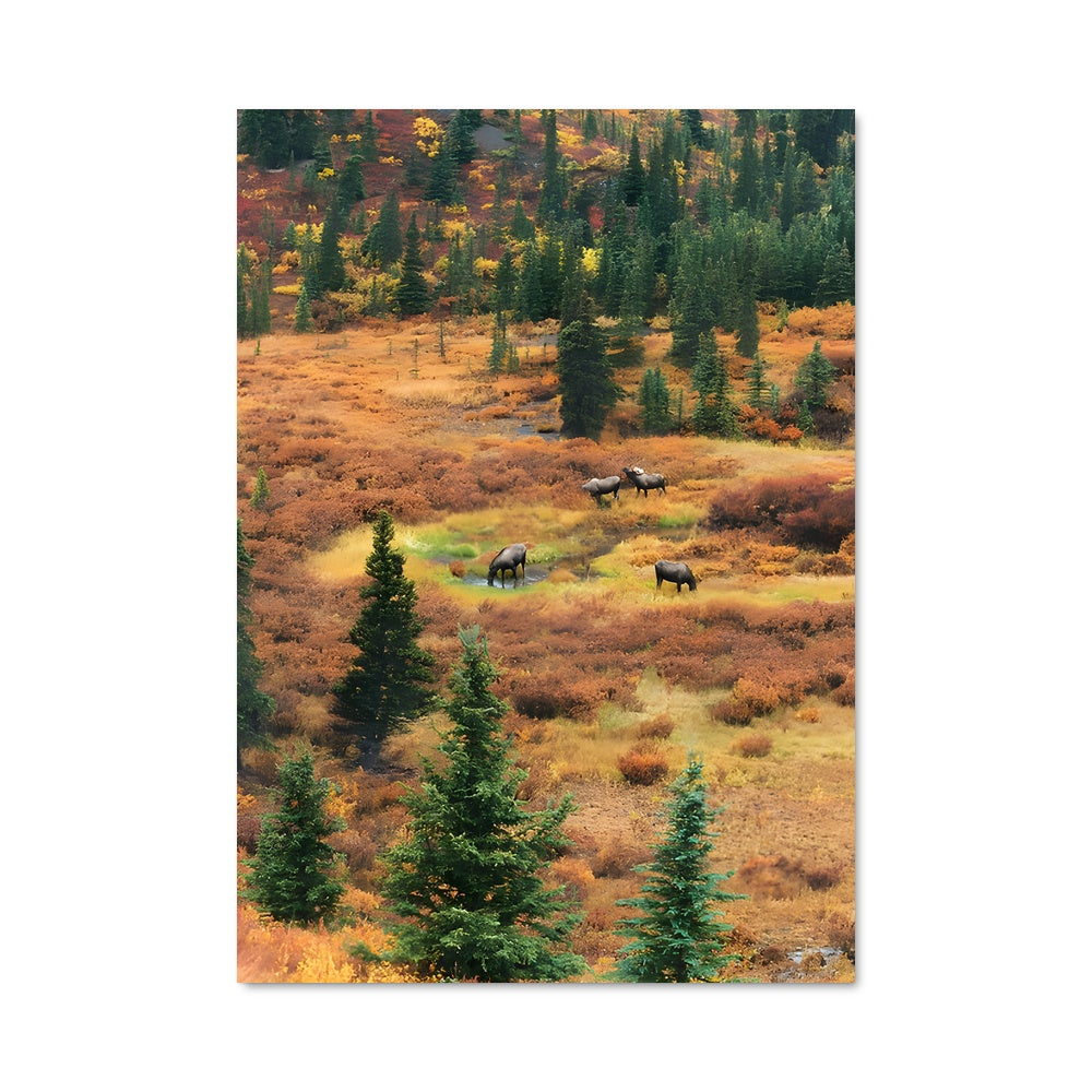 Poster Danse des Écureuils