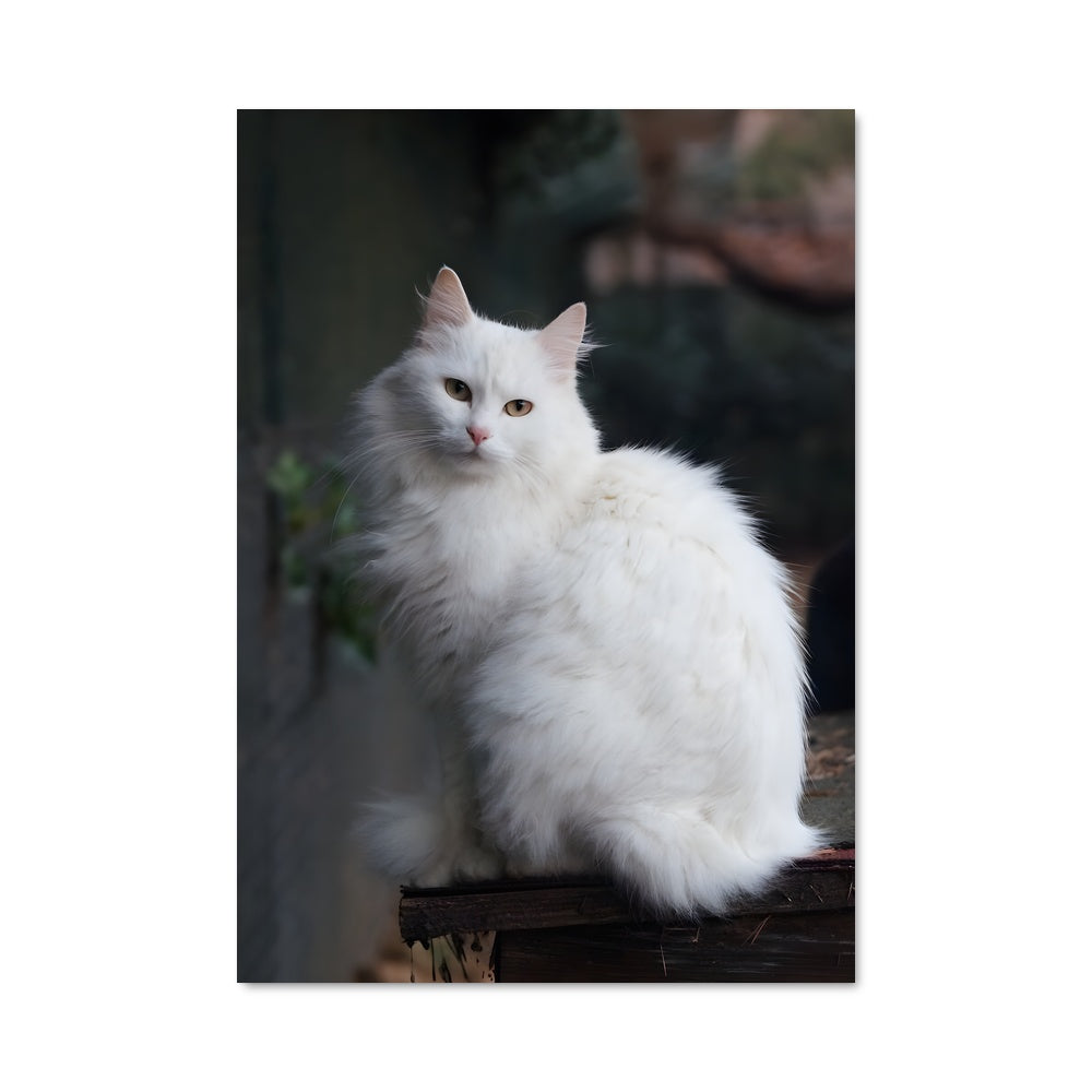 Poster Majesté Angora