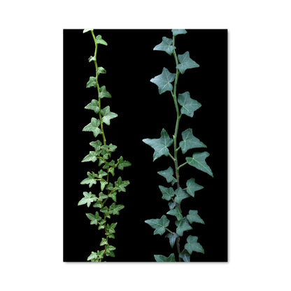 Poster Vine 97063