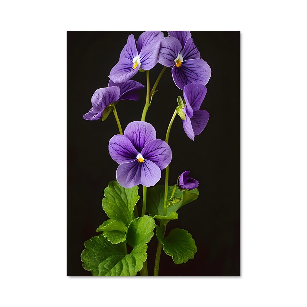 Poster Violet 96774