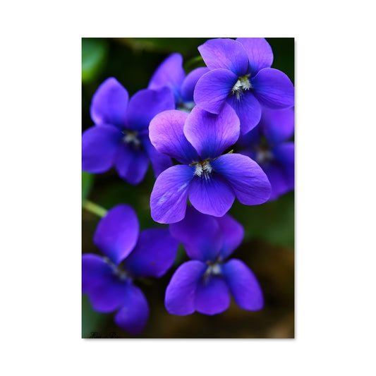 Poster Fleur de Lilas
