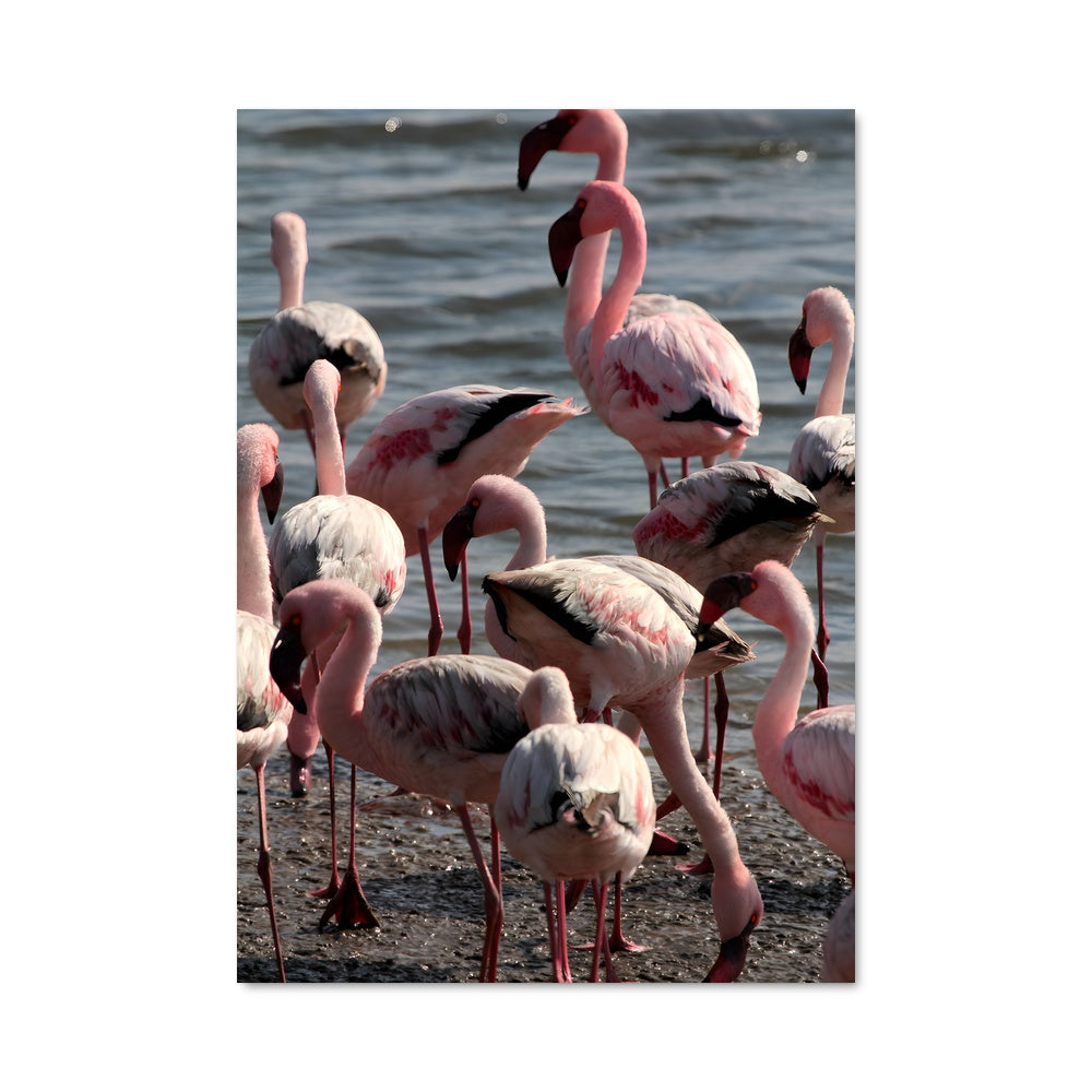 Poster Flamants en Fête