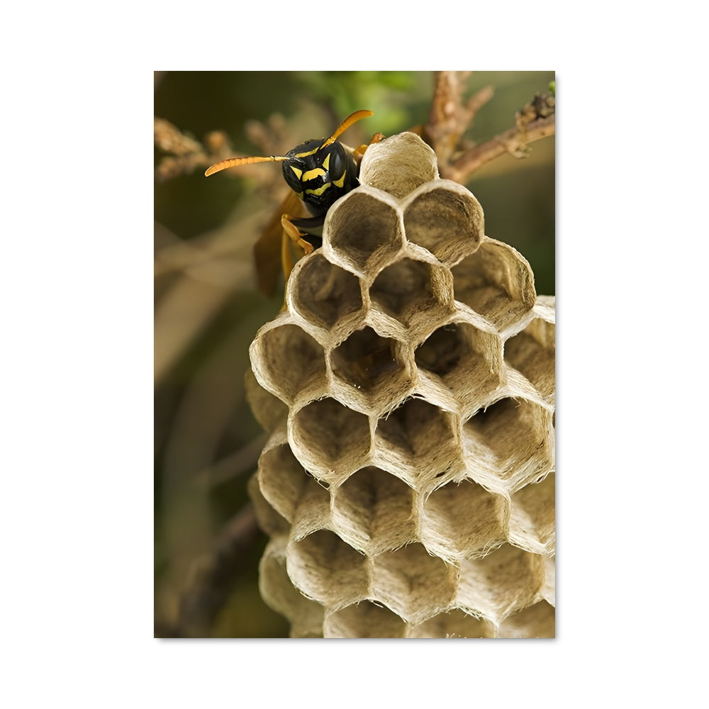 Poster Nid de Guêpes