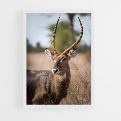 ap-waterbuck-1 cadre Blanc