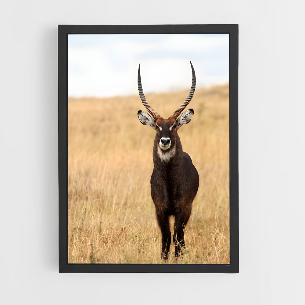 ap-waterbuck-2 cadre Noir