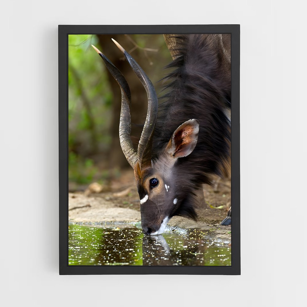 ap-waterbuck-3 cadre Noir