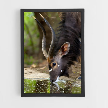 ap-waterbuck-3 cadre Noir