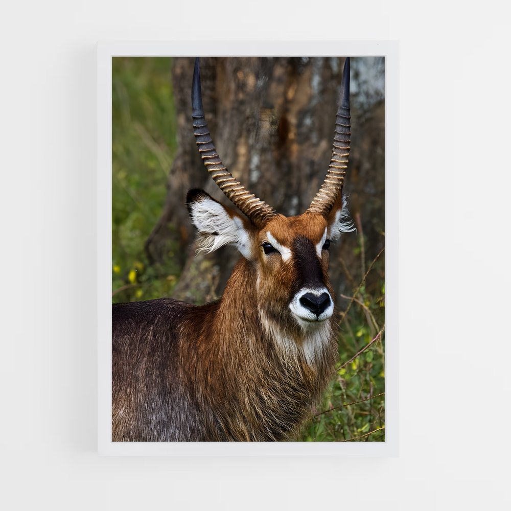 ap-waterbuck-4 cadre Blanc