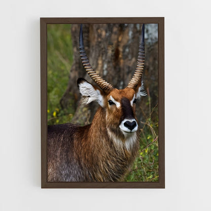 ap-waterbuck-4 cadre Bois foncé