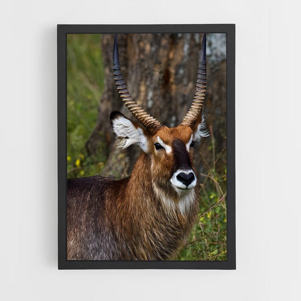ap-waterbuck-4 cadre Noir