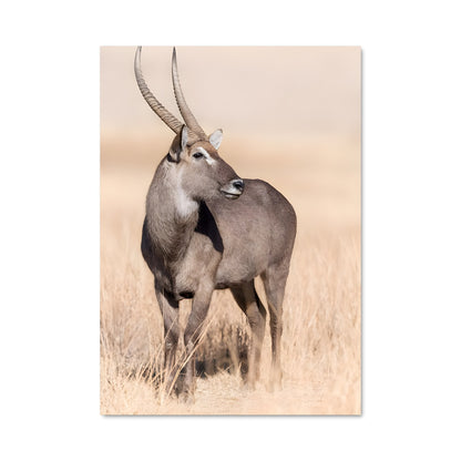 Poster Waterbuck Majesty