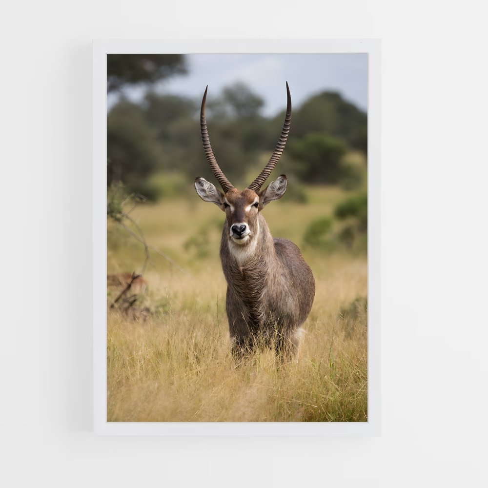 ap-waterbuck-6 cadre Blanc