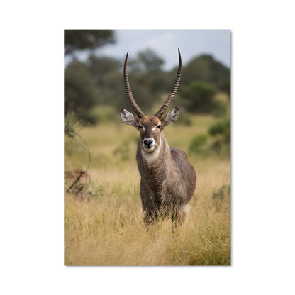 Poster Majesté de l'Antilope