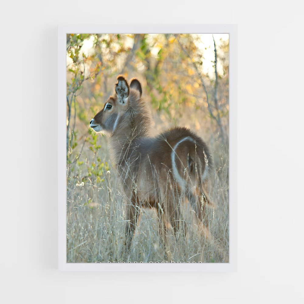ap-waterbuck-7 cadre Blanc