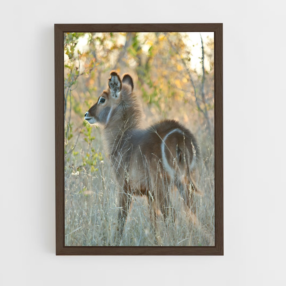 ap-waterbuck-7 cadre Bois foncé