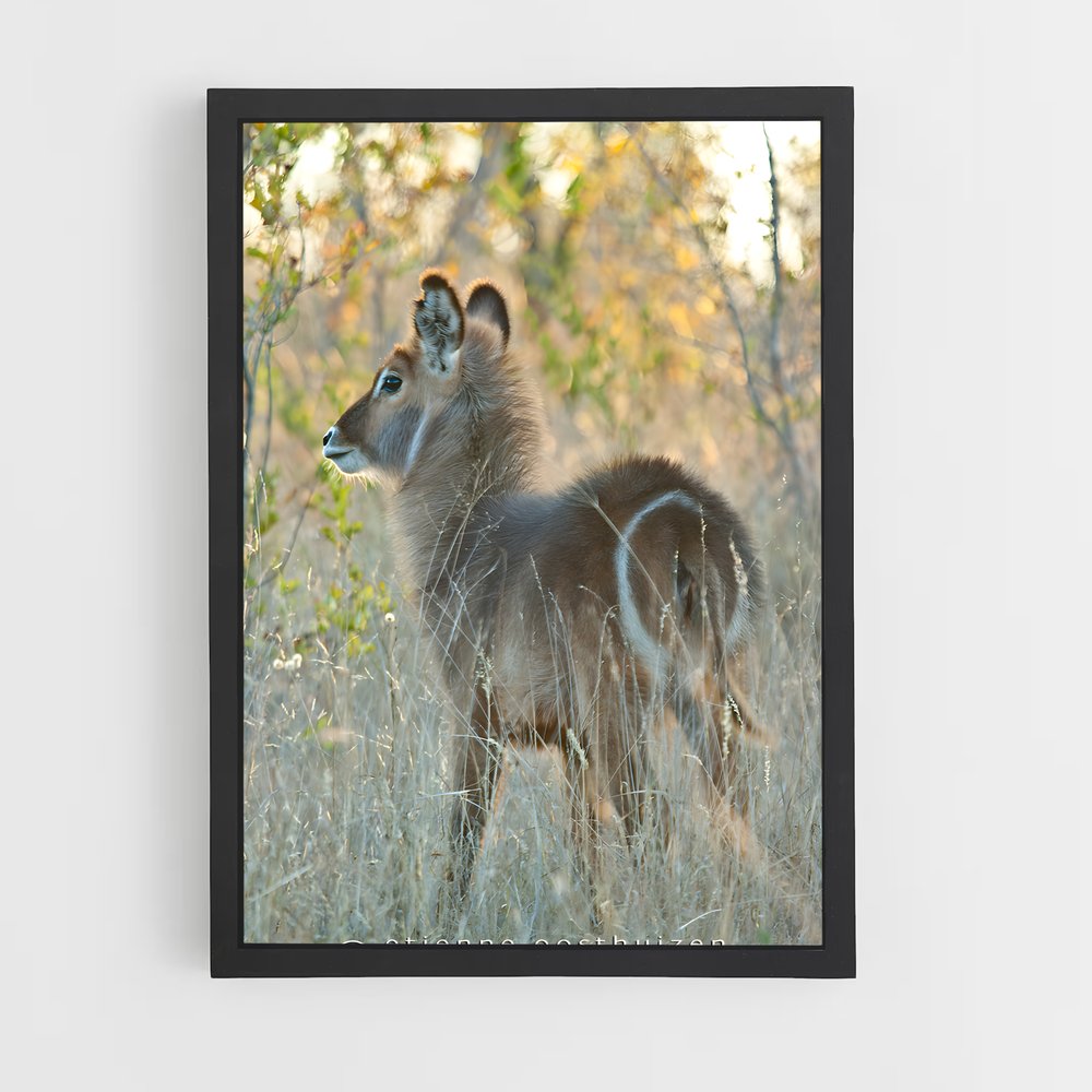 ap-waterbuck-7 cadre Noir