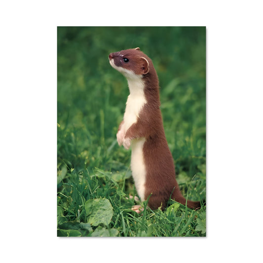 Poster La Petite Belette