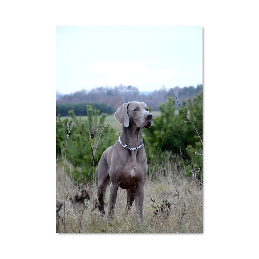 Poster Weimaraner en Plein Air