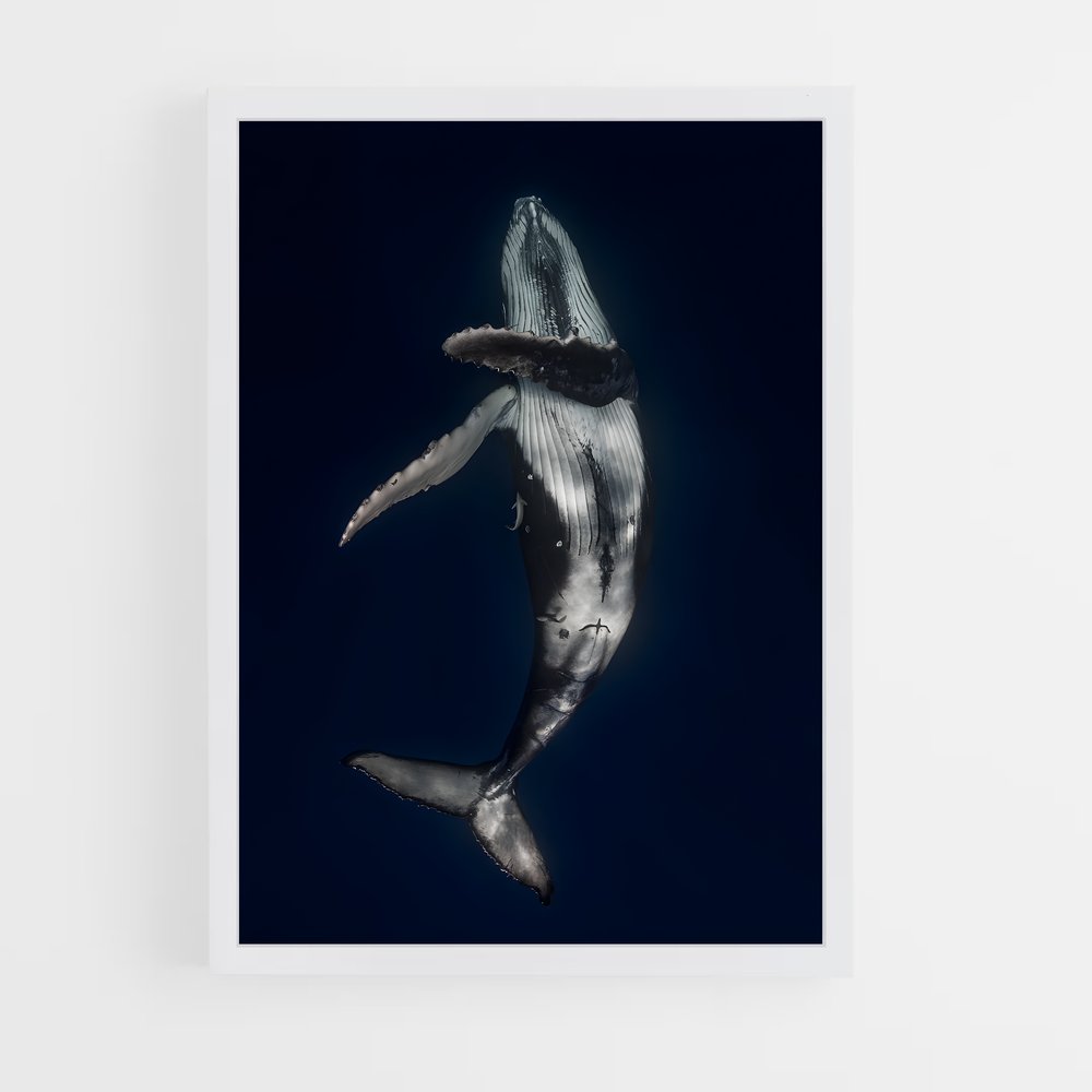 ap-whale-4 cadre Blanc