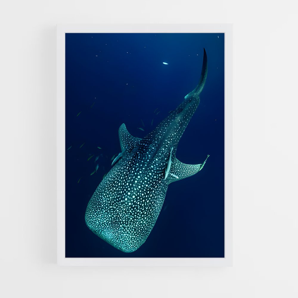 ap-whale shark-3 cadre Blanc