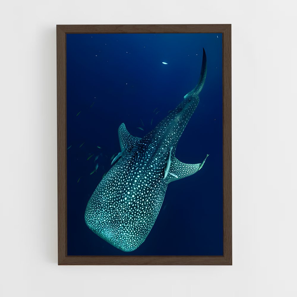 ap-whale shark-3 cadre Bois foncé