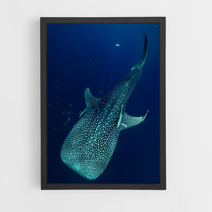 ap-whale shark-3 cadre Noir