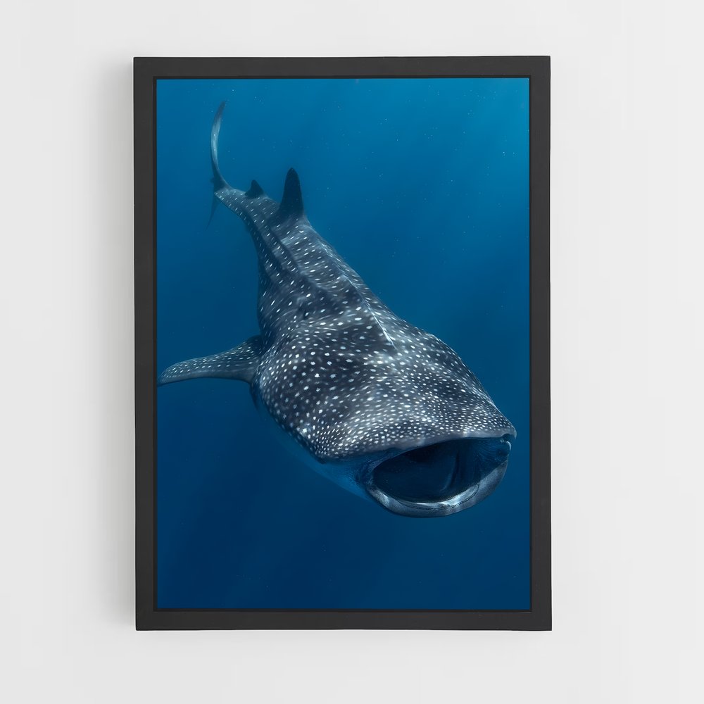 ap-whale shark-4 cadre Noir