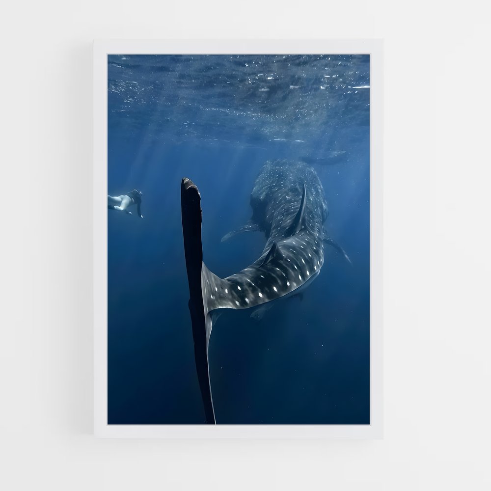 ap-whale shark-7 cadre Blanc