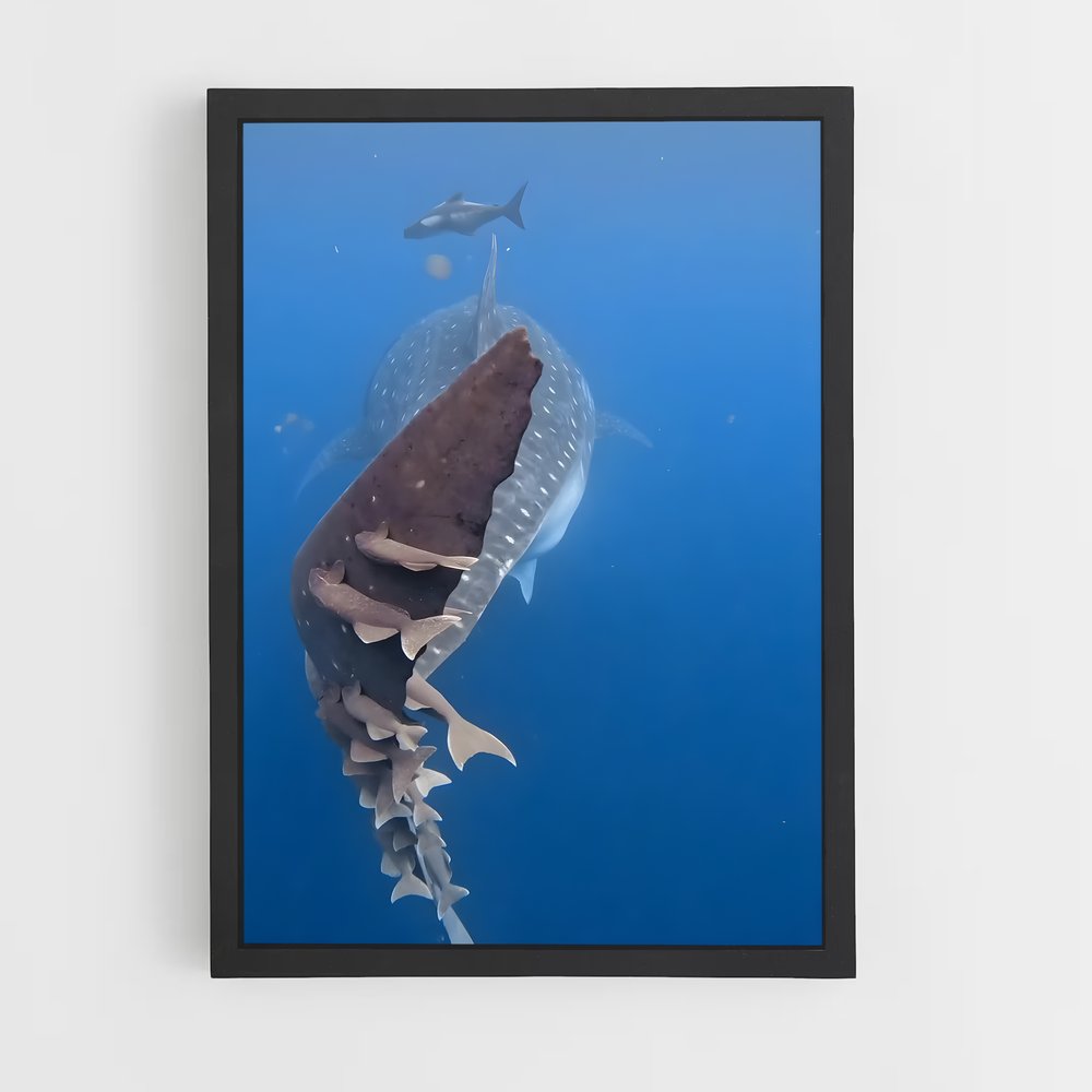 ap-whale shark-9 cadre Noir