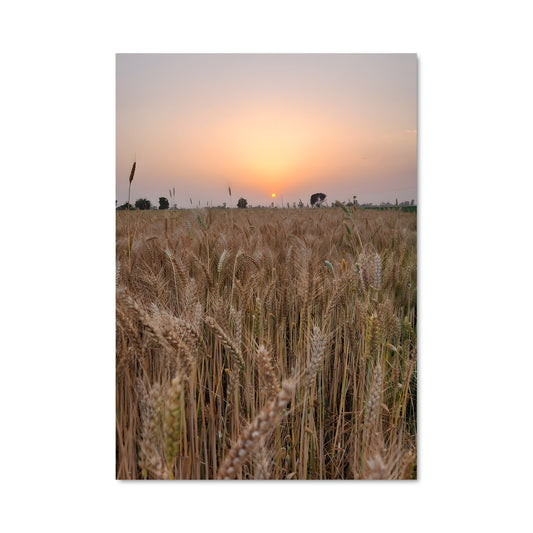 Poster Wheat 96387