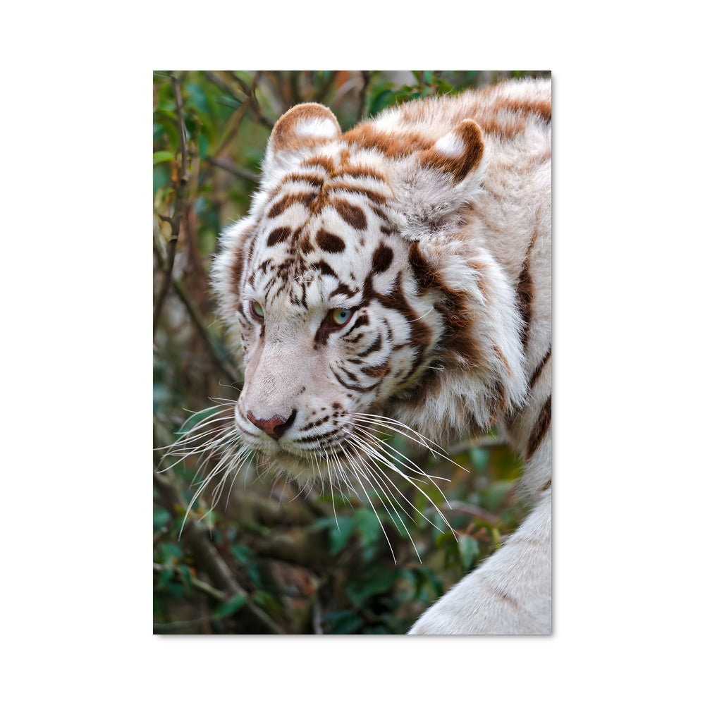 Poster Tigre Blanc Mystique