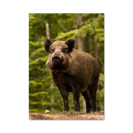 Poster Le Sanglier Sauvage