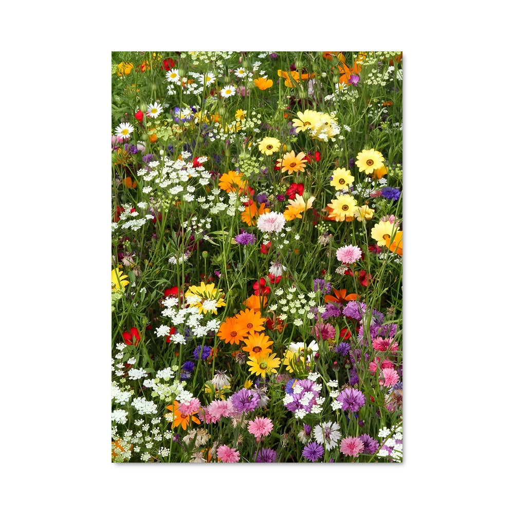 Poster Wildflower field 97426