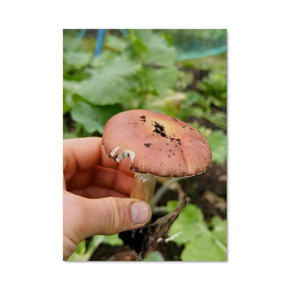 Poster La Magie du Champignon