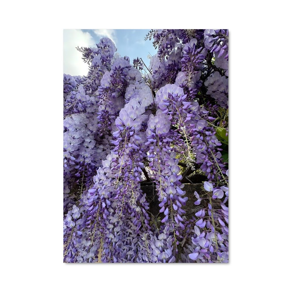 Poster Wisteria Dreams
