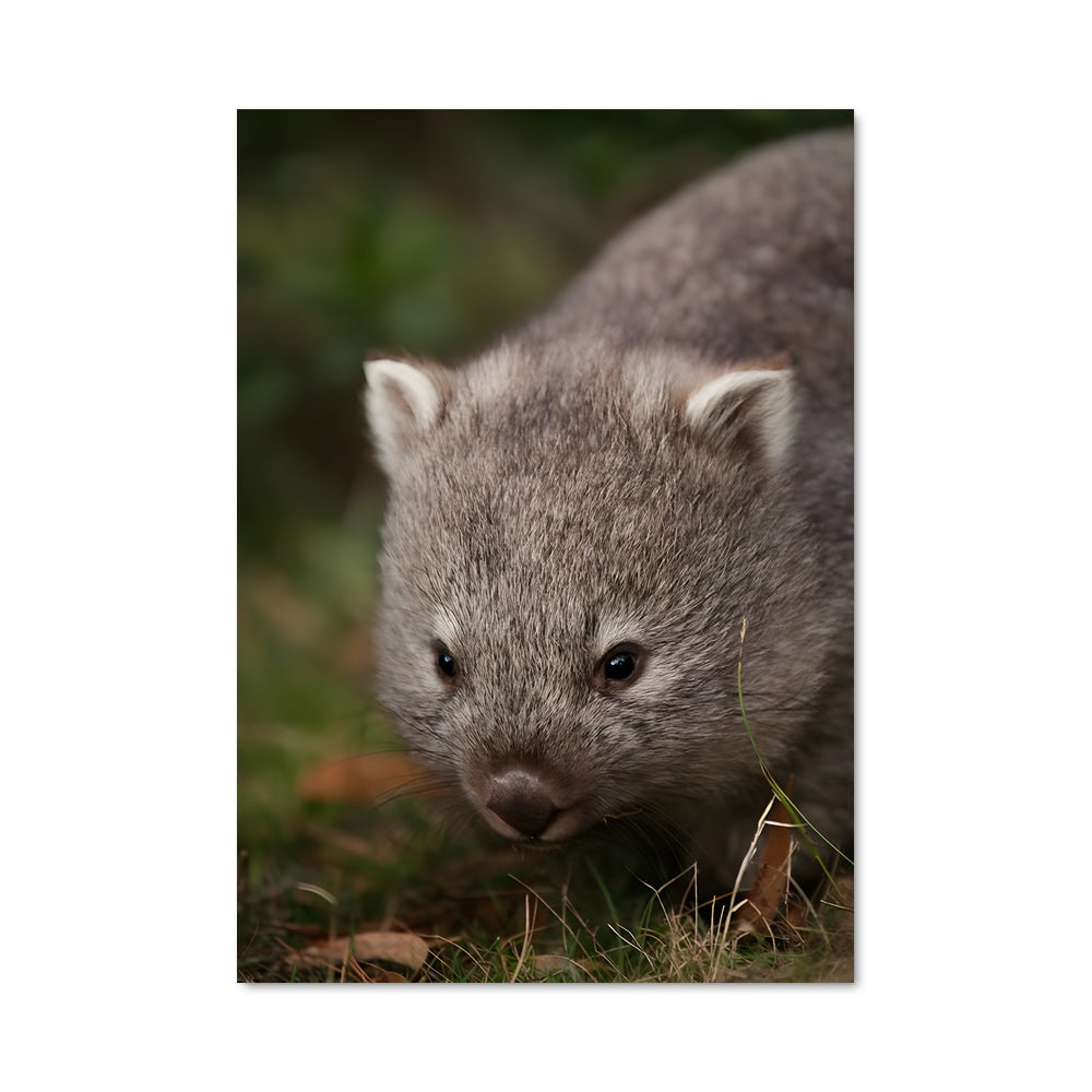 Poster Wombat dans l'Herbe