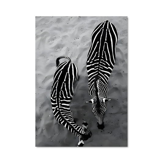 Poster Danse des Zèbres