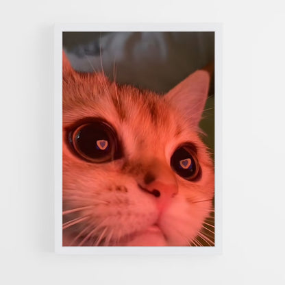 cat-6 cadre Blanc