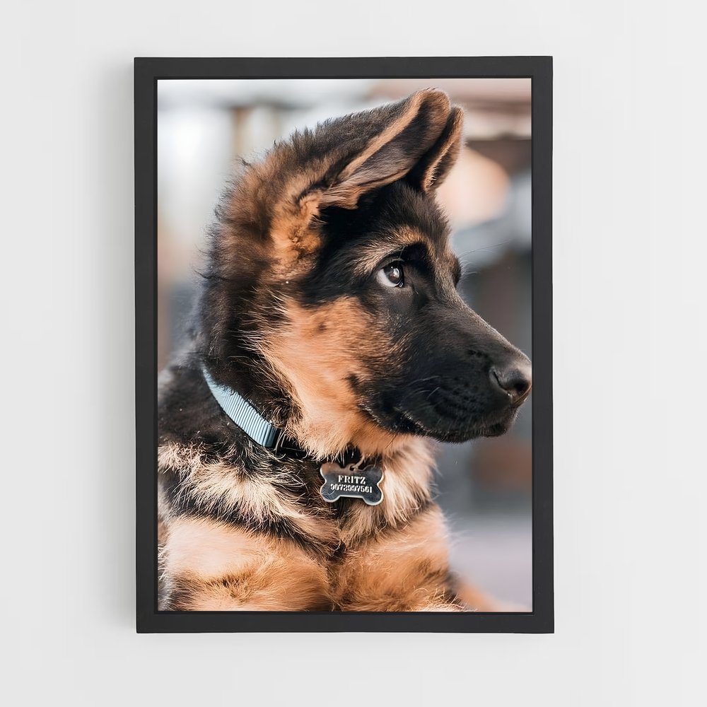dog-6 cadre Noir