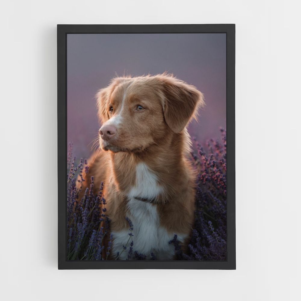 Poster di cane lavanda