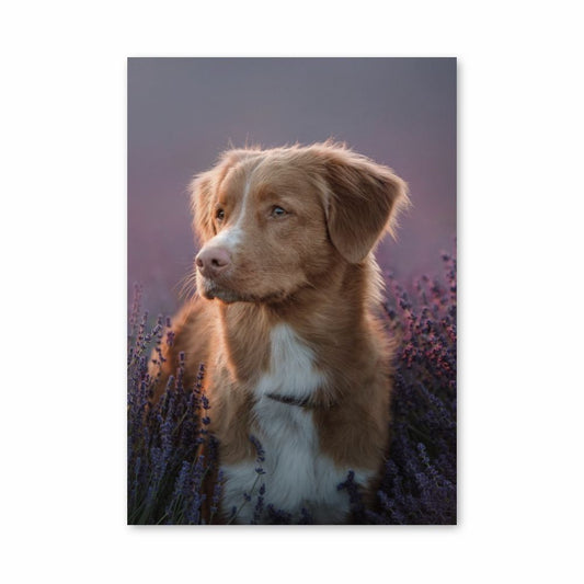 Poster di cane lavanda