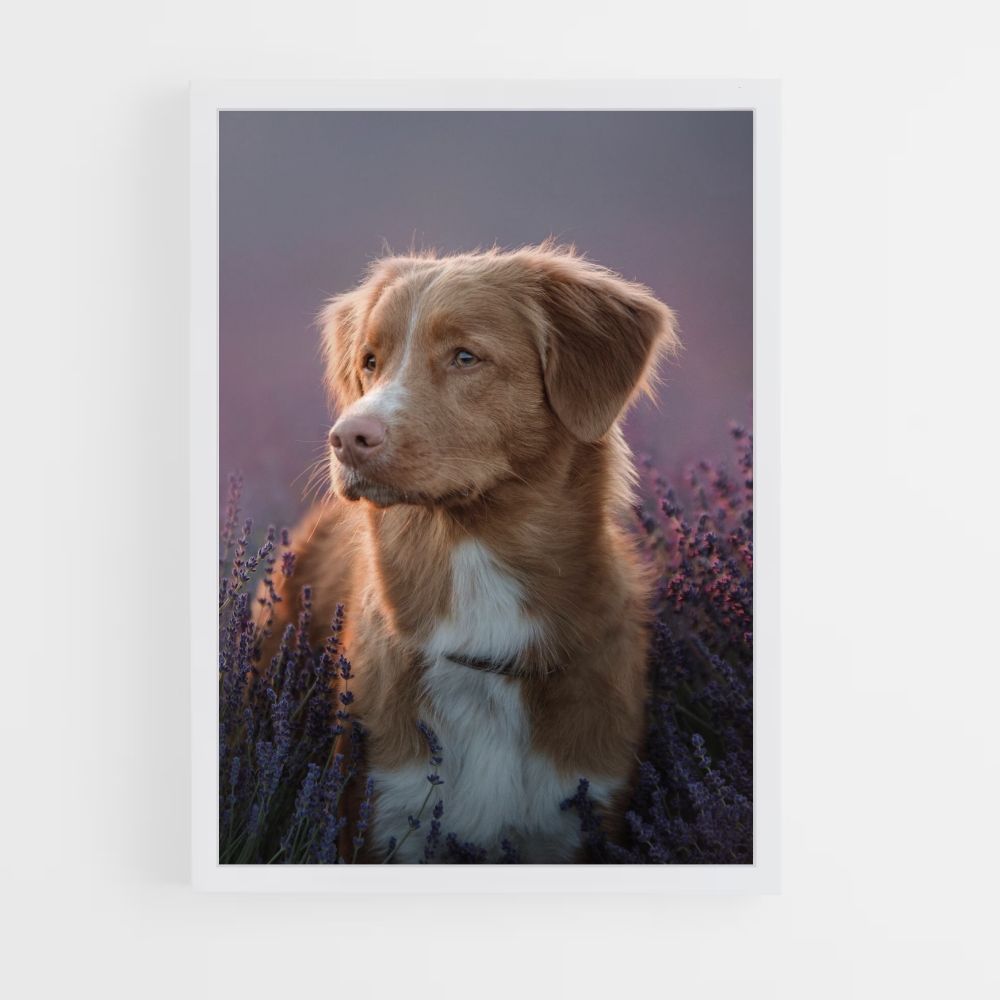 Poster di cane lavanda